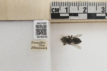 Media type: image;   Entomology 790145 Aspect: Labels